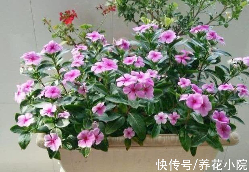 7种“低档花”,开花漂亮又好养,适合装饰阳台