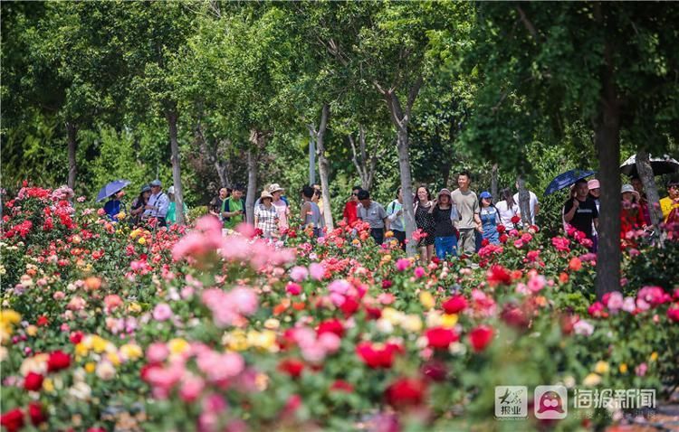 月季花节|这就是山东·莱州丨以花为媒为你而“莱” “月季花节”如期而至