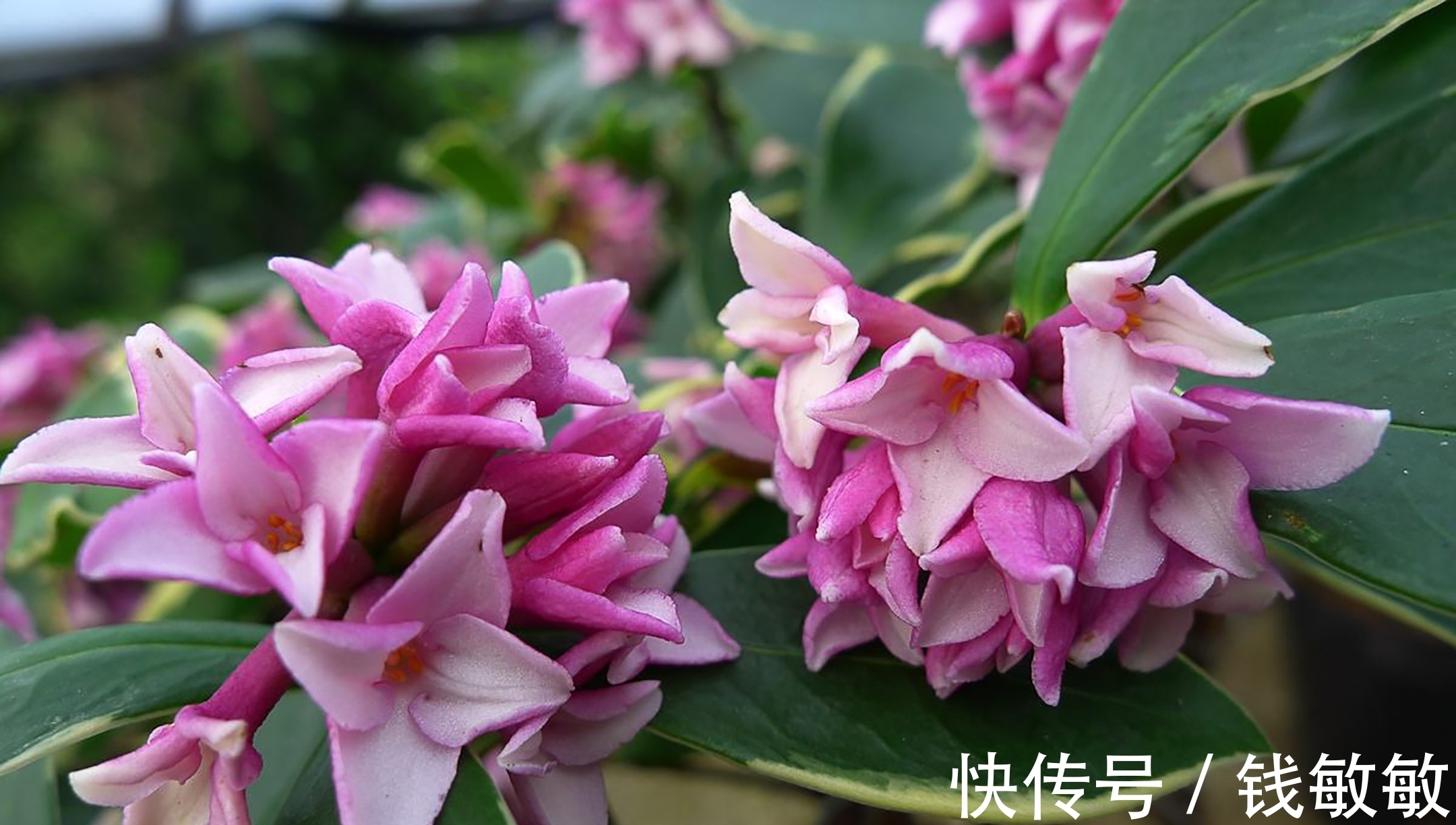 植物趣谈:花中祥瑞的瑞香