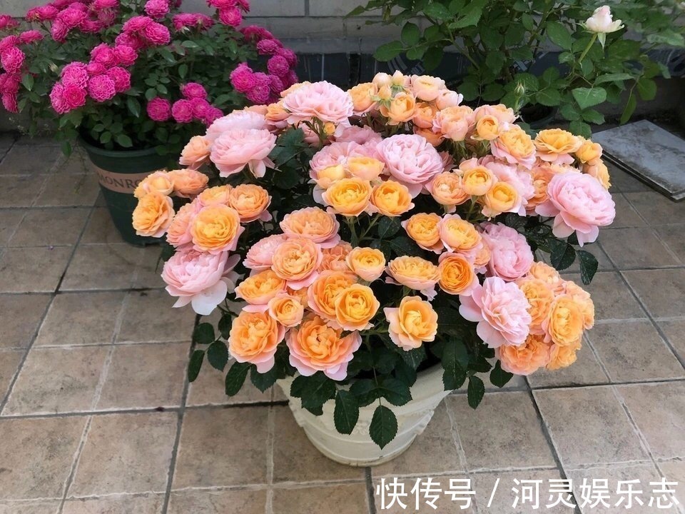 鸡蛋壳|家家都有的4种“生活垃圾”,不发酵垫盆底,都是养花“万能肥”