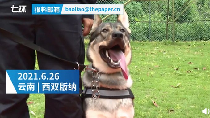 立功缉毒犬|实至名归！立功缉毒犬被授予花环加鸡腿