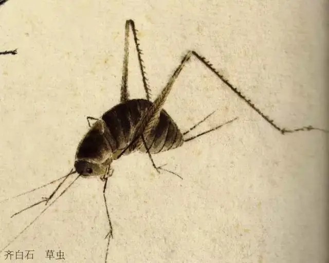 蝈蝈$国画技法图典——草虫篇:蝗虫 蚂蚱 蝈蝈 螽斯 螳螂 蟋蟀