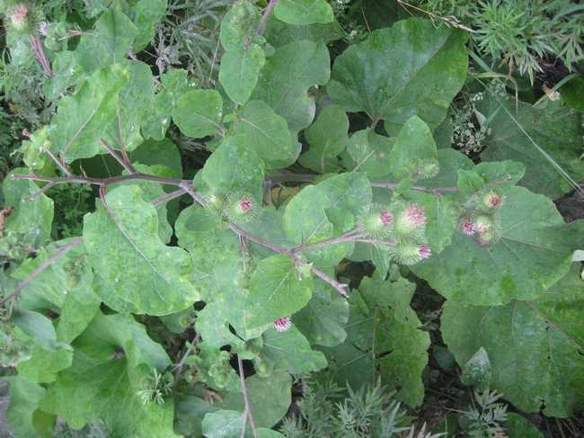 牛蒡酱|农村院墙边常见的野菜,比胡萝卜营养百倍,入药还能治三高!