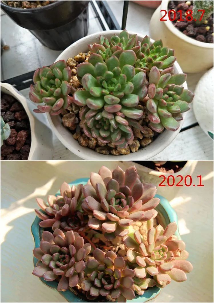 每次的剁手都是忍无可忍，无需再忍！买买买！静待肉美！