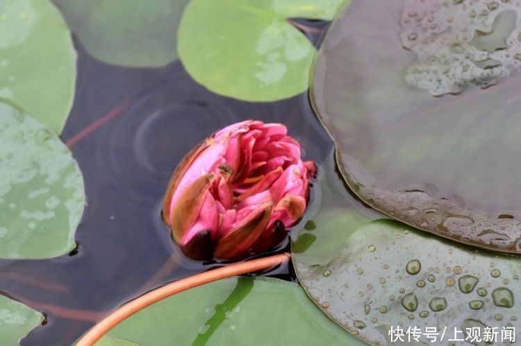 荷花|“四蒂睡莲”长什么样？一起来花博园看荷花、莲花群芳争艳