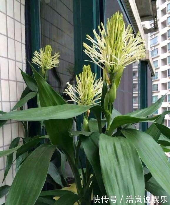 茂盛|水培富贵竹,水里放一点“料”,不黄叶不烂根,油绿茂盛能开花