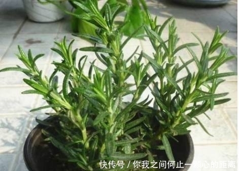 香气|这几种自带香气的花,家里种上一盆,就能让家里花香扑鼻