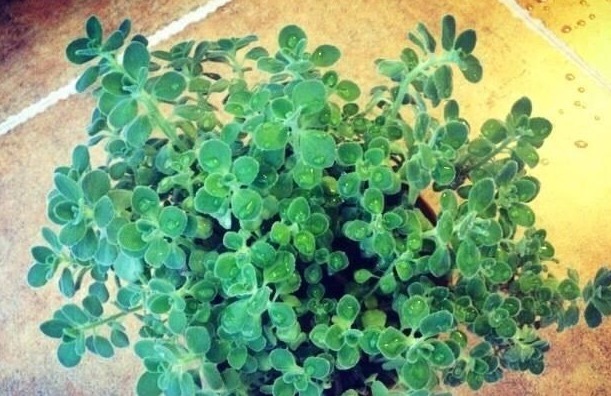 花友们这10种漂亮的花，很快就发芽长根、爆盆开花又招财气！