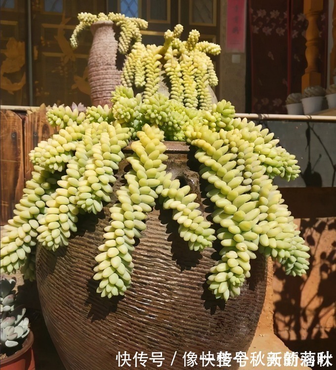 十多年前的老坛子,收集起来打孔改造,用来种多肉可不是一般的美