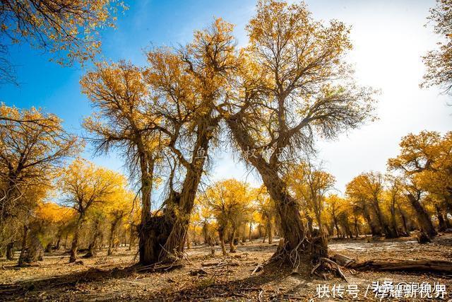 烟花|藏不住了!新疆发现全球最大沙漠胡杨林,比额济纳还美,游客很少