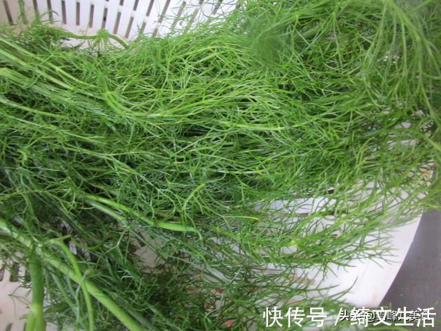 韭菜|夏天吃饺子还得这馅儿，比芹菜好吃比韭菜香，出锅连吃30个真过瘾