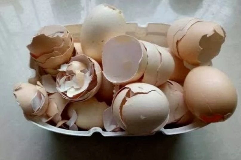 鸡蛋壳是养花神器，掌握住这些用法，完全不需再花钱买肥料了