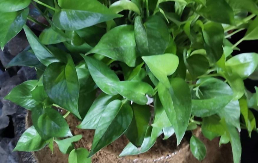 浇花|绿萝长得慢?多浇“2种水”,不用多花钱,茎叶就养得绿油油