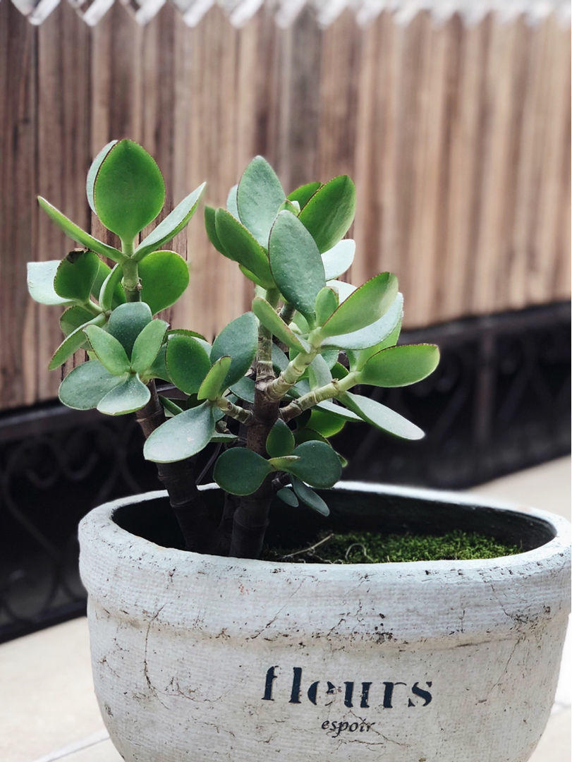 剪片叶子,放土里就能长出一盆,这4种花养到就是赚到!