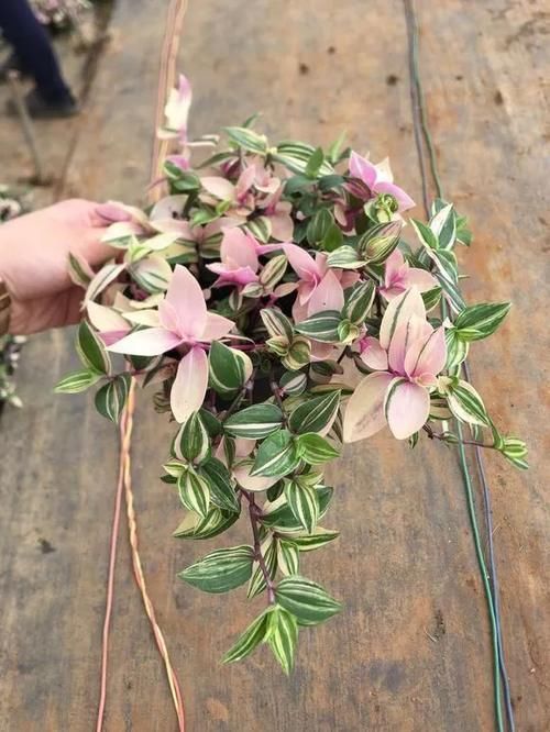 蝴蝶兰|4种花仙气飘飘,家里养1盆,气质出众,上档次!