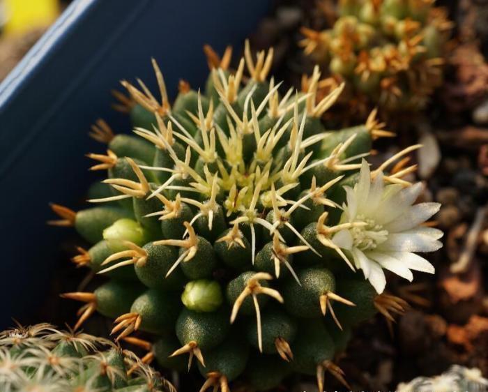 补光灯|办公桌养多肉别大意,这几点小知识我来告诉你