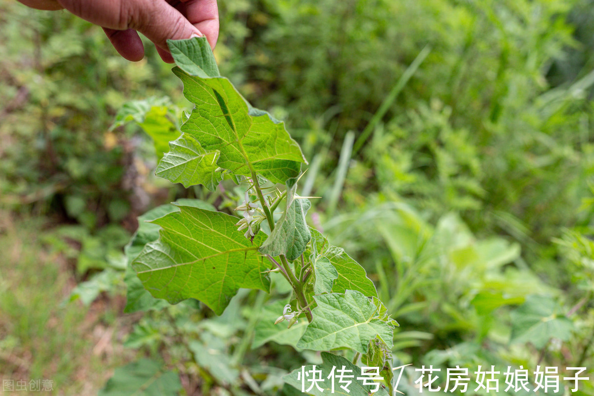 浇水|很好辨认的1种藤本植物,别轻易触碰,却是制作盆景的优良素材