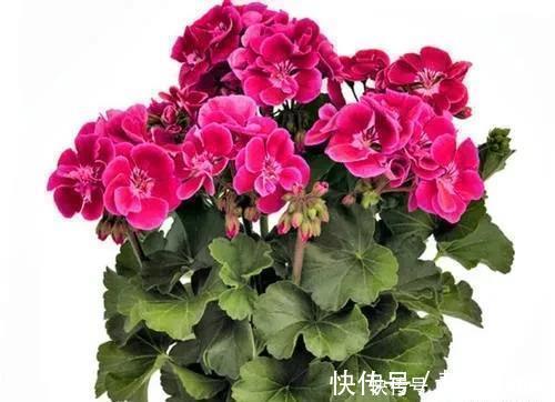 花卉|家里养有六种花卉的,可别忘了掐心,越掐爆盆越快,开花越多