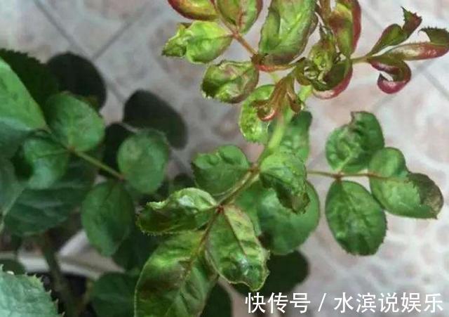 植物|养花，不懂得规避这9个误区，难怪盆栽一直饱受摧残