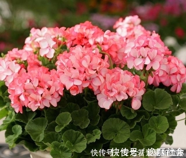 花海|这5种花很好养，浇水就行，有阳光就爆花，阳台变花海！