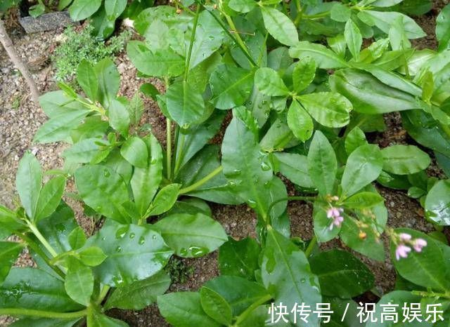 煮饭花|乡间土生土长的人参是一种高级补品,滋补强身,价值连城