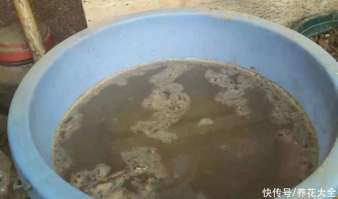 给花浇水掺点白醋，植物根比萝卜还粗，健壮不黄叶