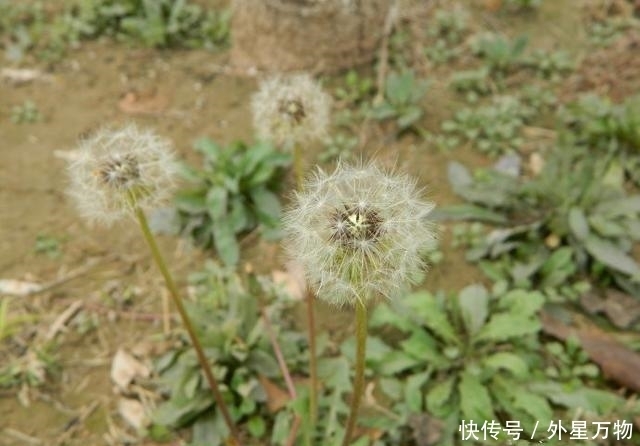 农村|农村最常见的5种野菜,个个都是宝,长期食用好处多多