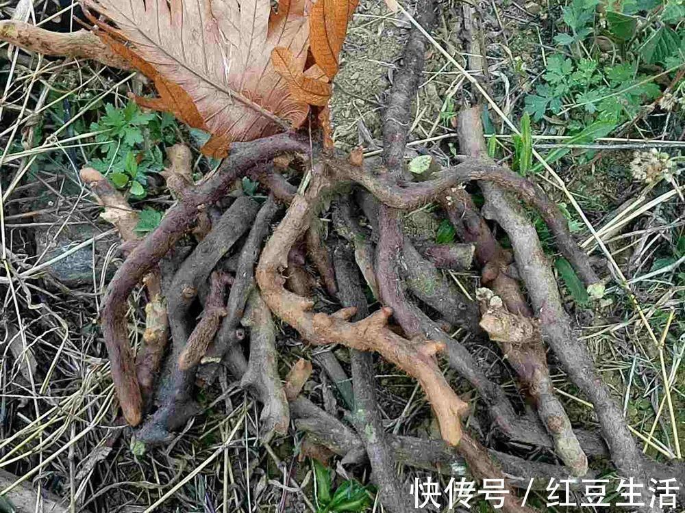 一种生姜,石头缝里才有,看到别随意挖,它是珍贵的“骨碎补”