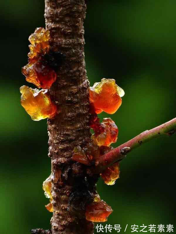 胃病|比燕窝还好的桃树胶——胃病、糖尿病的克星!