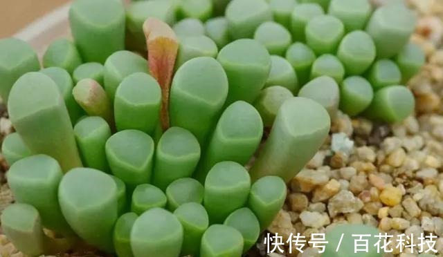 要点|60种多肉图鉴及养护要点，1分钟学会，超全超实用！