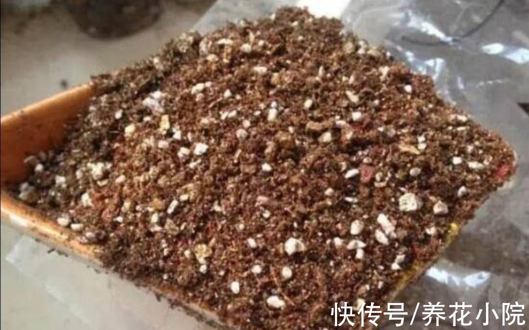 成活率|自制“生根水”,扦插花卉泡一下,生根速度快,成活率高