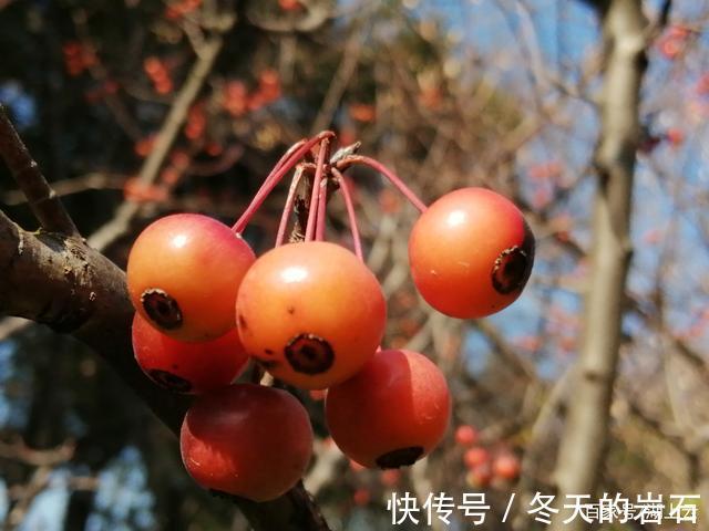 劝君莫&七绝再咏海棠（新韵）两首