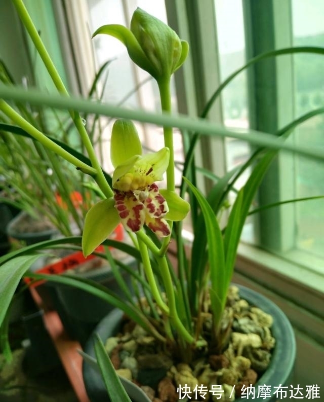 建兰|以前河边的野草,现在成为高档盆栽,花奇浓香,便宜又好养