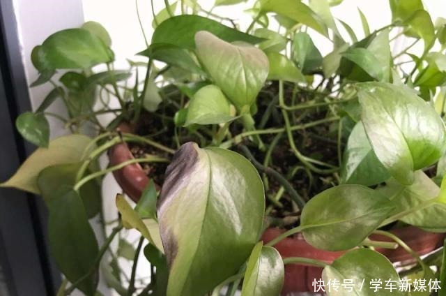 难怪养花“买一盆、死一盆”,简单3步操作,养啥旺啥,晋升高手!