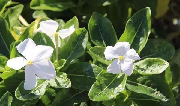 一个心眼|为人处世,一定要留4个心眼,尤其是最后一个心眼一定要留