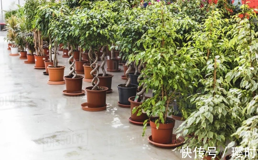 果皮|橘子皮养花妙招分享,除了这3种用法外,你还晓得哪些?