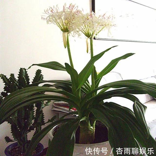 6种佛教圣花,个个都是吉祥花,家里养一盆,养心又养身