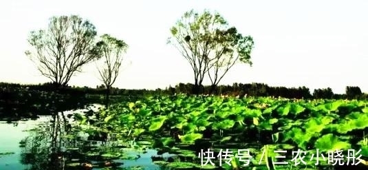 美好时光|初夏, 来微山湖远行