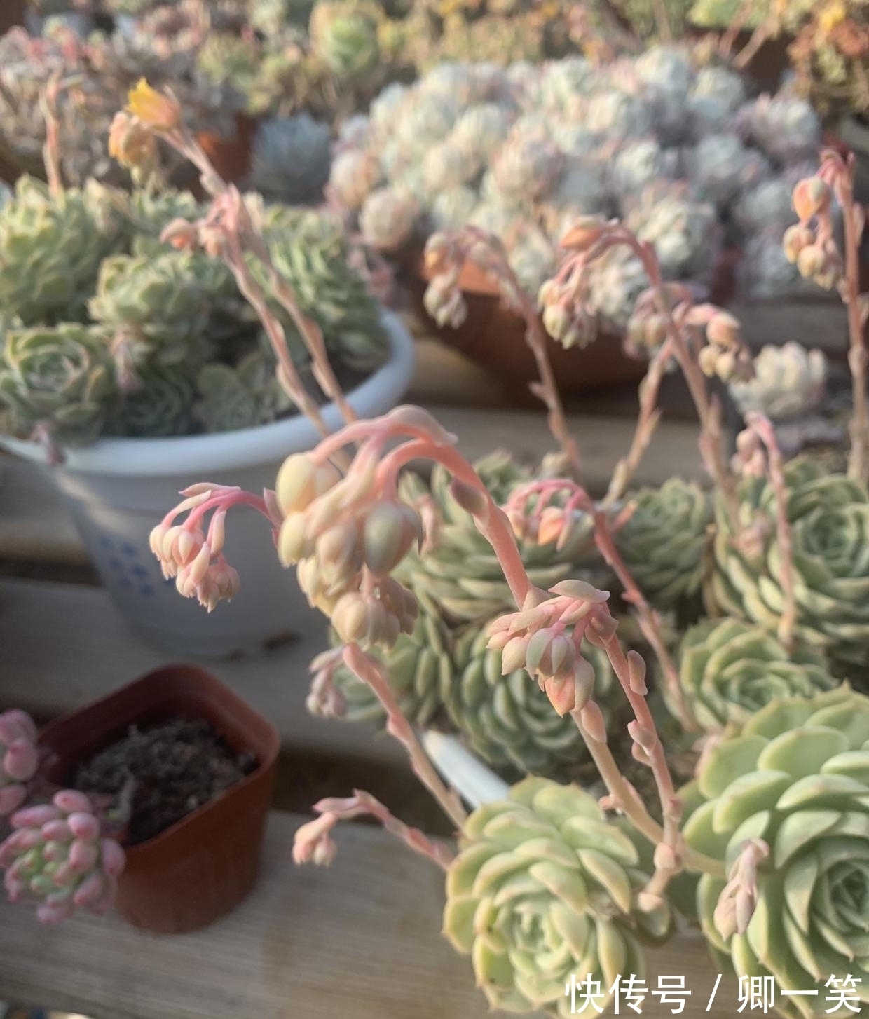 多肉长花箭,从基部剪掉,不要保留,消耗母本养分,影响生长