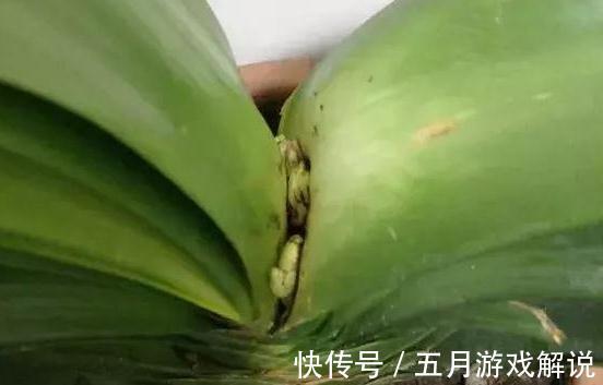 君子兰夹箭,不开花,学会这些小技巧,再也不夹箭,一年开2茬花