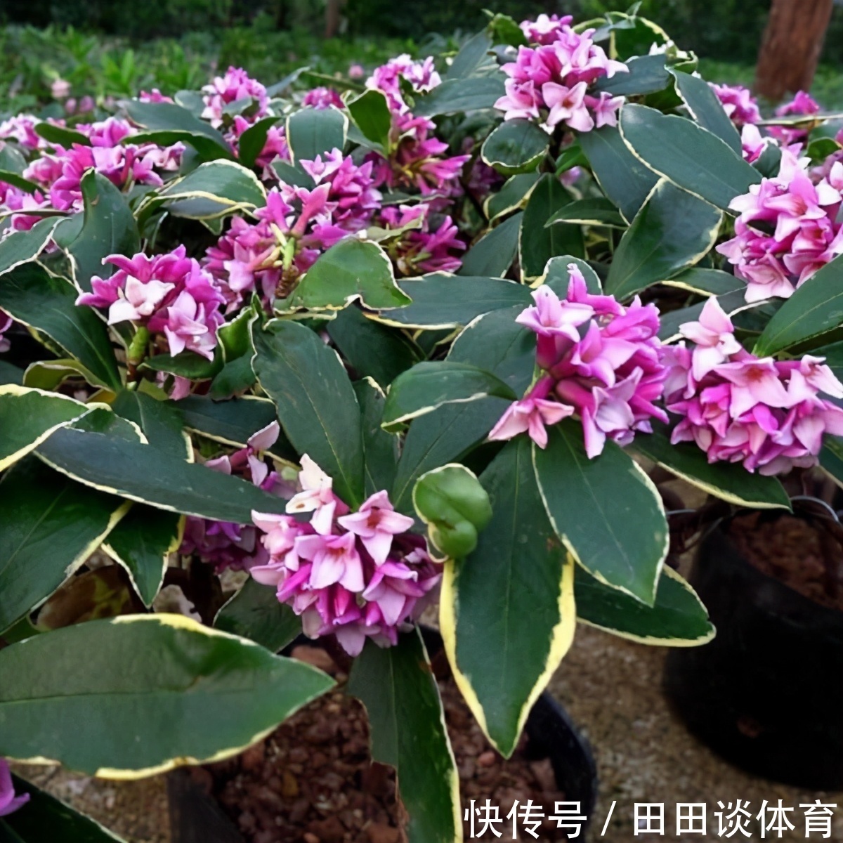 9种“吉利花”,优雅又大气,转运又富贵,养在客厅太“旺家”