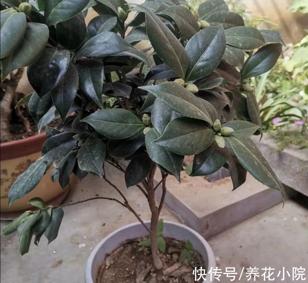 植株|家里养这6种花，9月赶紧补肥，才能长得旺，孕蕾更多
