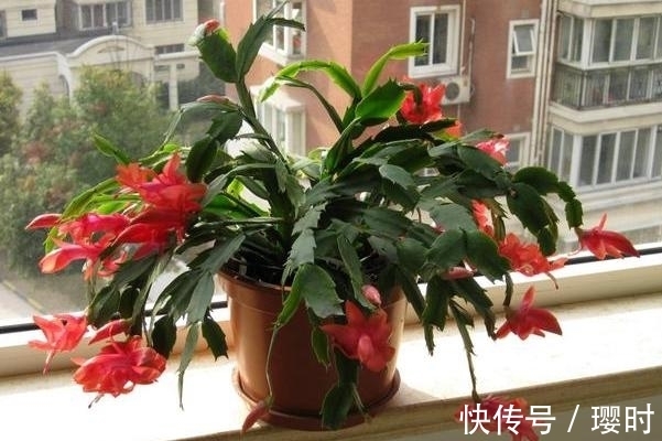 果皮|橘子皮养花妙招分享,除了这3种用法外,你还晓得哪些?