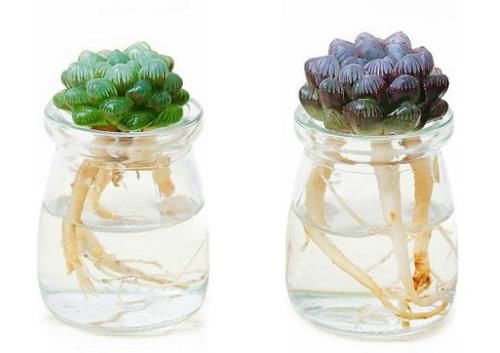 新手养无根多肉发根难!学会这2招,7到10天就生根