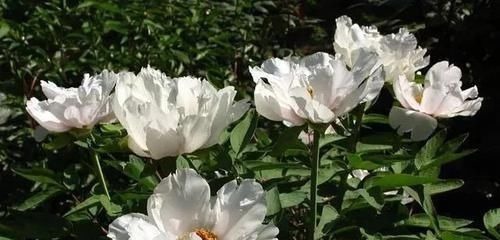 调养|此物被誉为“养肝之圣药”,护肝补肝、敛阴养血,来认识一下