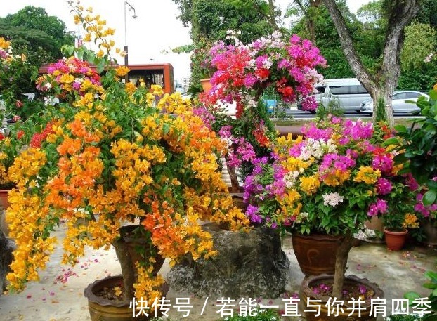 养三角梅，1把“黑球”撒土里，枝条一下“窜2米”，开花1000朵！