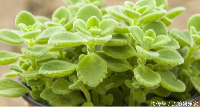 阳台上|比香水还好闻的“3种花”,家里养1盆,满屋飘香,出门不用喷香水