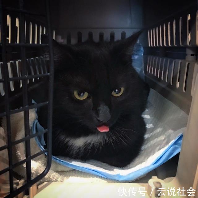 母猫产后不吃食怎么办