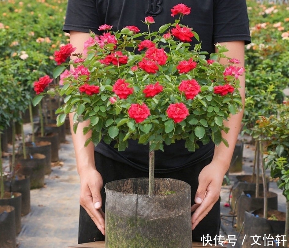 品种|100个月季品种，千姿百态，每个都很漂亮，图名并茂，值得收藏