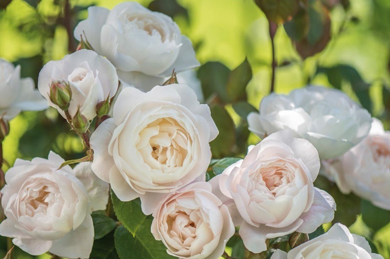 喜欢菊花，不如养盆“精品玫瑰”黛丝德蒙娜，一次开爆四季开花